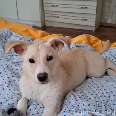 Найдена собака, девочка!!! Хро...