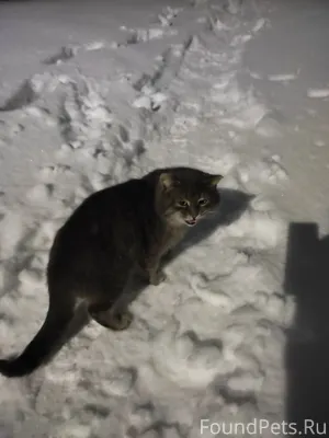Найден кот возле дома по ул...