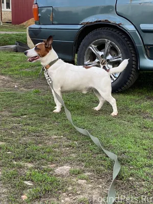🚨Пропала собака в Лямбире 🐶 По...