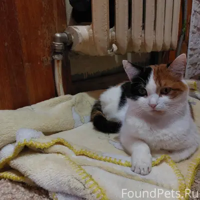 Пропала Кошка, на мордочке рыж...