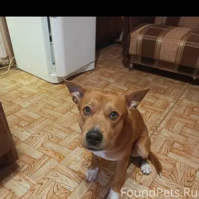 Убежала собака. В Черноречье. ...