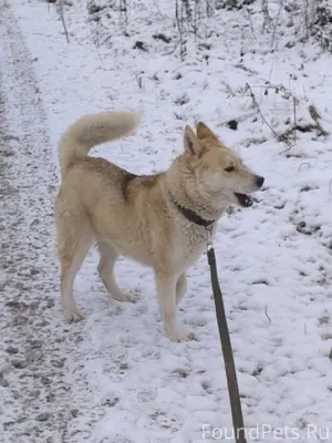 ‼️СРОЧНО ‼️ Убежал пес в Мулян...