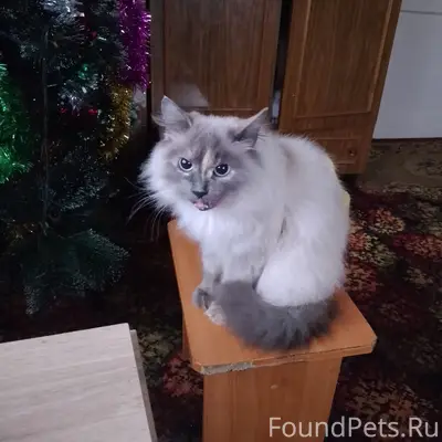 Потерялась кошка (предположите...