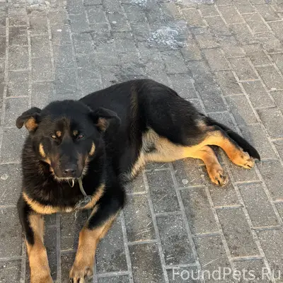 Собака 17.02 на ост. Рокоссовс...