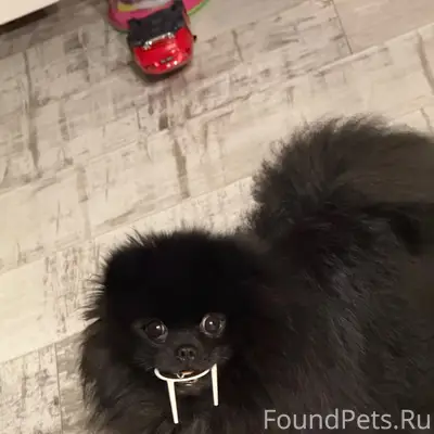 Пропала собака породы шпиц, че...