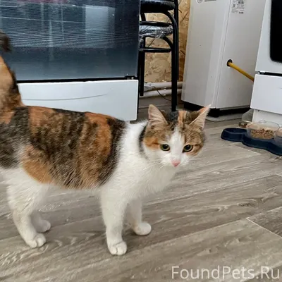 Потерялась кошка в районе Шипи...