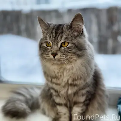 Пропал кот в районе Заречки! Е...