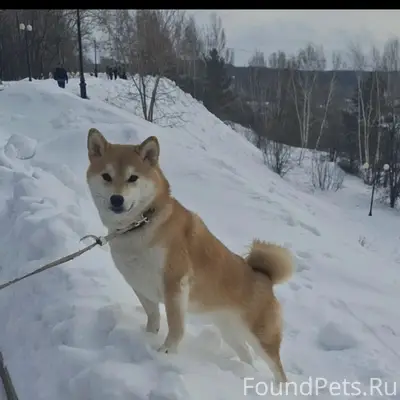 ‼️ ‼️ срочно ‼️ сбита машиной....