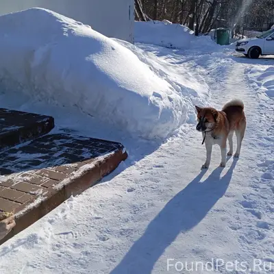 Чья потеряшка?? Собака на улиц...