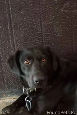 ‼️ НАЙДЕНА СОБАКА ‼️ Щелково -...