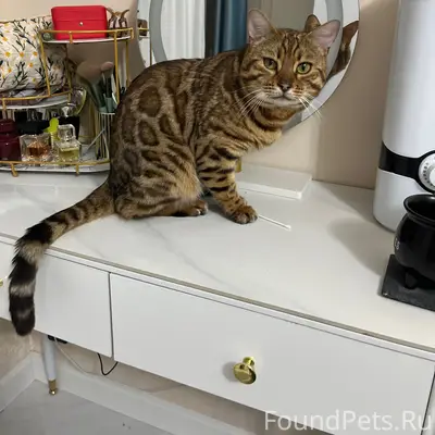 Найден бенгальский кот. По пов...
