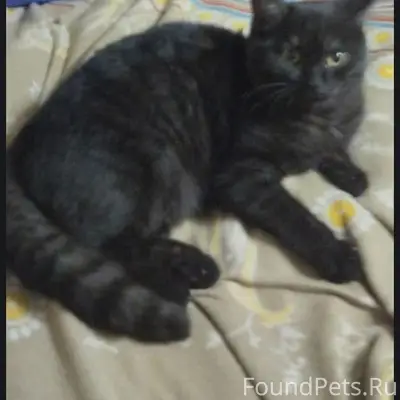Пропал кот чёрный со светлым п...