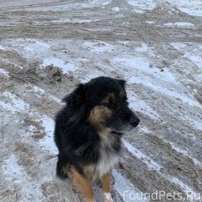 Пропал пес, отзывается на клич...