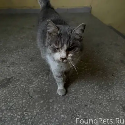 📌 СРОЧНО НУЖНА ПОМОЩЬ КОШКЕ🐾 К...