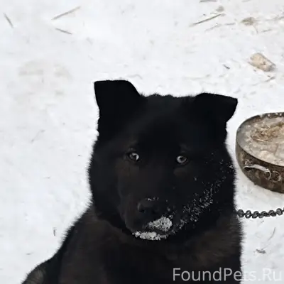 На Новом Городке потерялась чё...