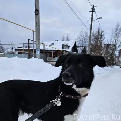 ***ДОМА *** Найдена собака, ок...