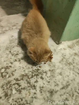 Кто узнал свою кошку или кому....