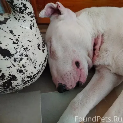 Утром 17. 02.2026, пропала соб...