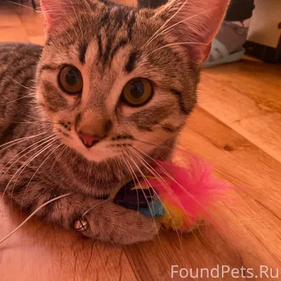 Добрый вечер! Найден кот, приб...