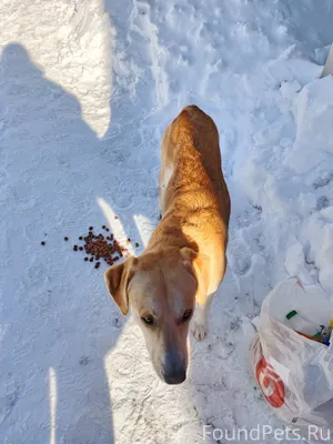Видели собаку, метис Лабрадора...