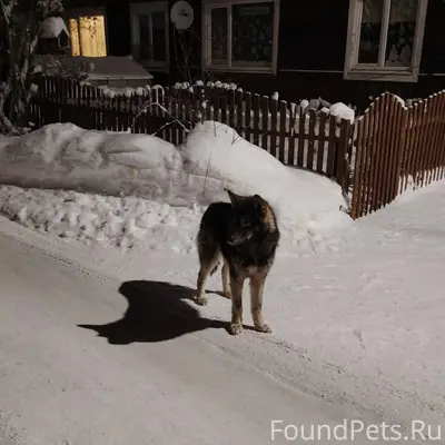 Здравствуйте! 6 февраля убежал...