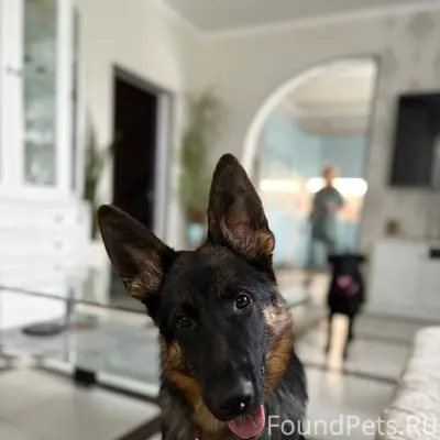 Добрый день потерялись собаки ...