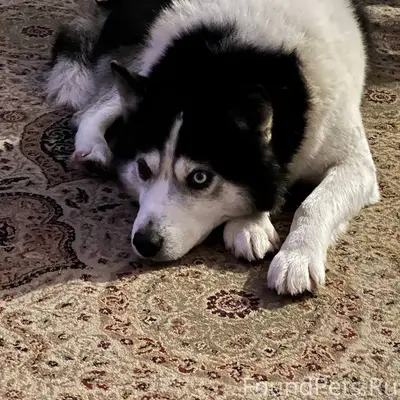 Внимание! Потерялась собака! Е...