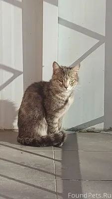 🐾 Кошка, 7-8 месяцев, ищет...