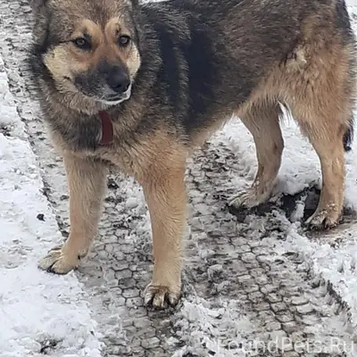 🆘🆘 ПРОПАЛА СОБАКА🆘🆘Кличка - Ти...