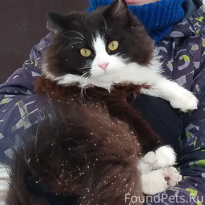 Пропал кот, дер. Старое Брянце...