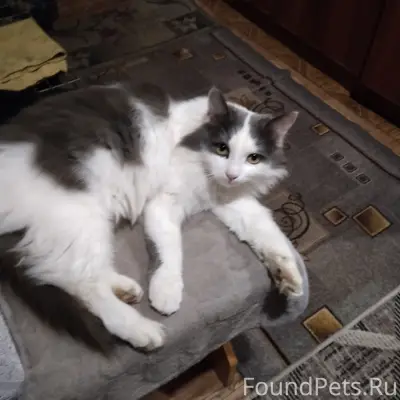 Пропал кот,молодой,красивый,пу...