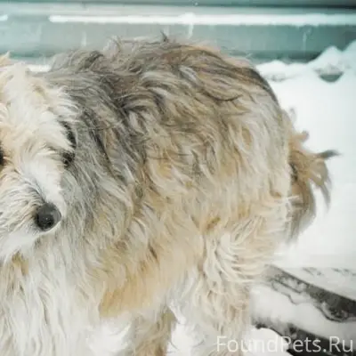Пропала собака. В районе сусли...