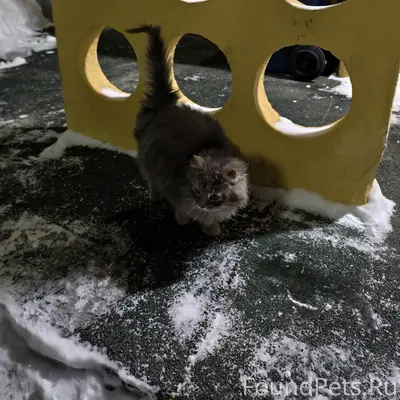 ❗ПОИСК ХОЗЯЕВ❗ Заречье, М.Горь...