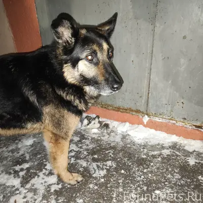 Добрый день! Найдена собака, п...