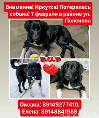 🆘🆘🆘 Внимание! Иркутск! Потерял...