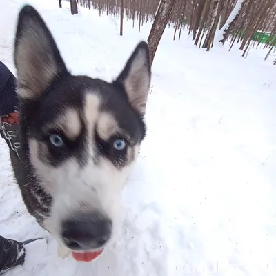 Вот такой красавец бегунок вст...