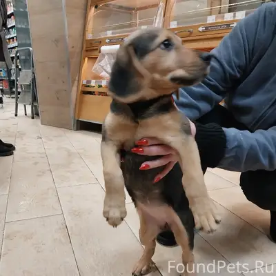 #найдено Срочно! Коломна. В ма...