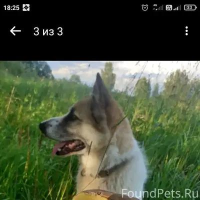 Пропала собака,убежала из д.Юр...