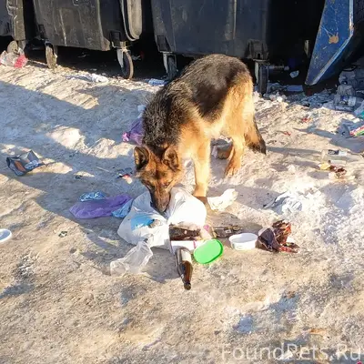Собака похожая на овчарку заме...