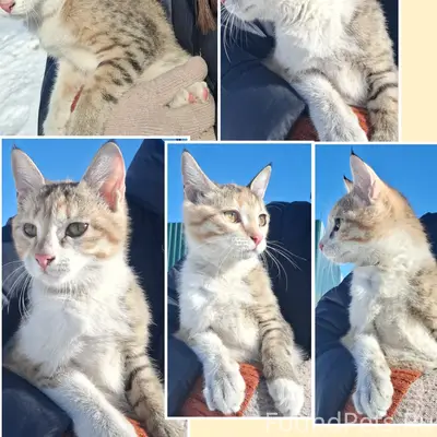 Найден котёнок (вроде девочка)...