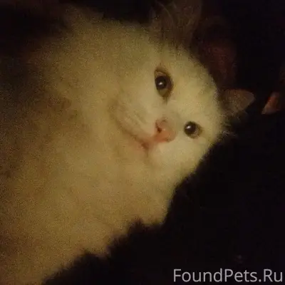 Потерялся пушистый с коричневы...
