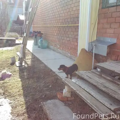 ‼️Россошь !Найдена собака такс...