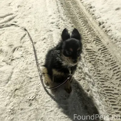 Кто потерял? Собачка замерзает...