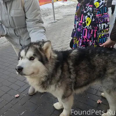 Друзья, максимальный репост. П...