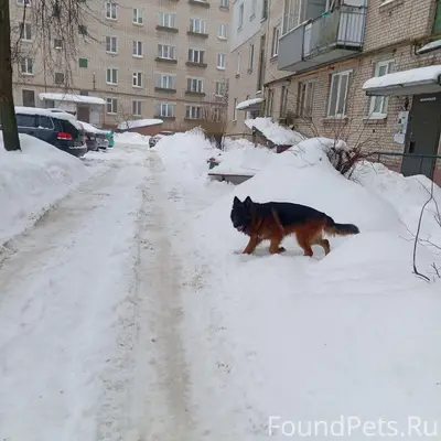 Добрый день. Пропала собака, н...