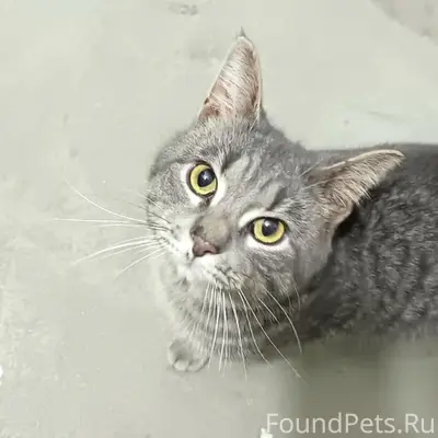 Кот ищет хозяев В подъезде одн...