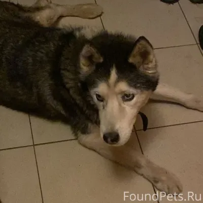 ПРОПАЛА СОБАКА! · Порода: Хаск...