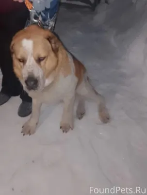 Приглядитесь, найден пёс пород...