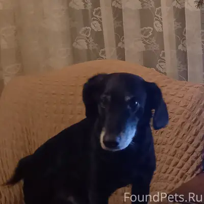 Пропала собака. Помесь ягтерье...