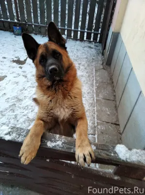 Пропала собака. Просьба если к...